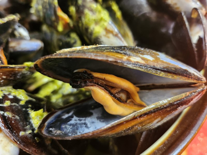 cozze.jpg (105 KB)