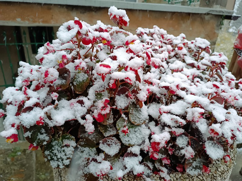 neve21novembre1.jpg (174 KB)