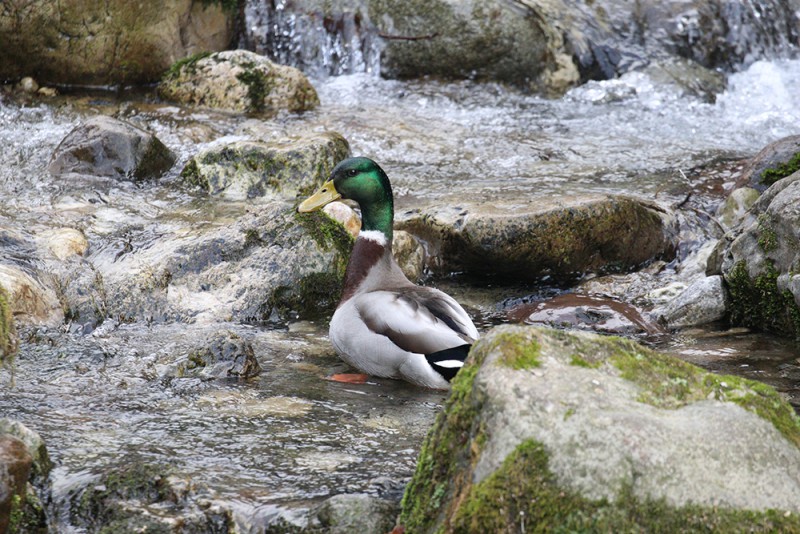 Anello_1.jpg (154 KB)