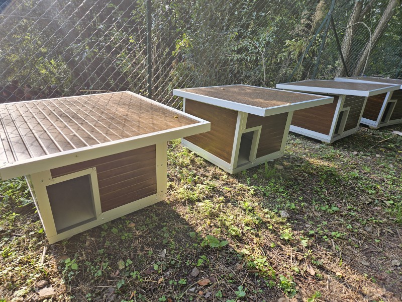 Lecco_gattile_OasiFelina.jpg (221 KB)