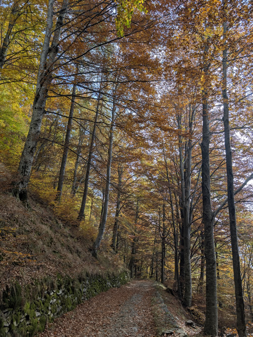 foliageok.jpg (248 KB)