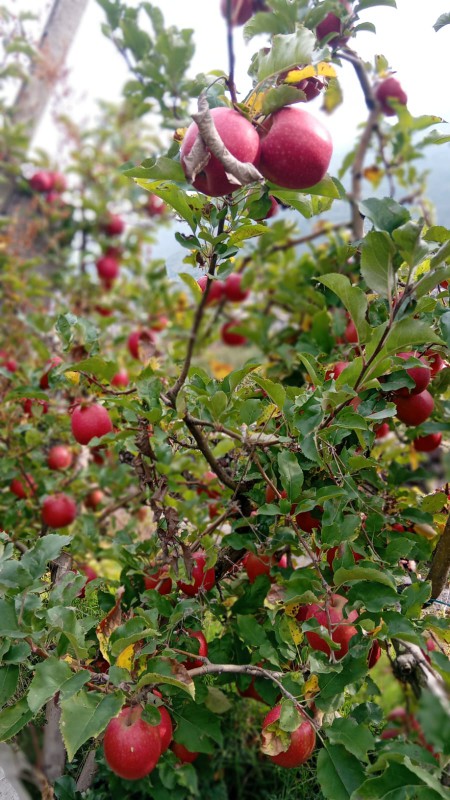 tiranoteglio10.jpeg (119 KB)