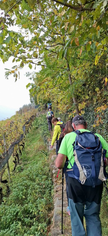 tiranoteglio3.jpeg (141 KB)