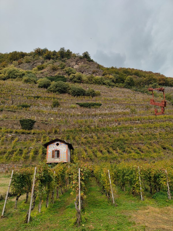 tiranoteglio9.jpeg (176 KB)