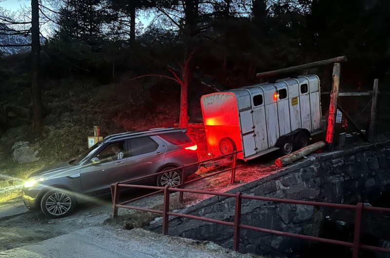 cervimargno.jpg (112 KB)