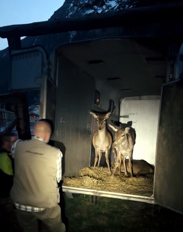 cervimargno2.jpg (70 KB)