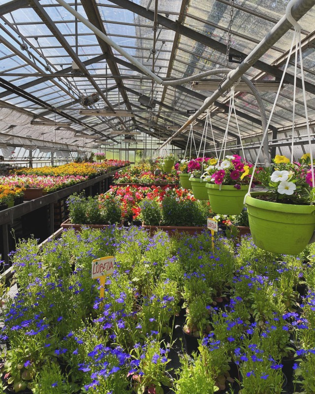 montessorifiori.jpg (238 KB)