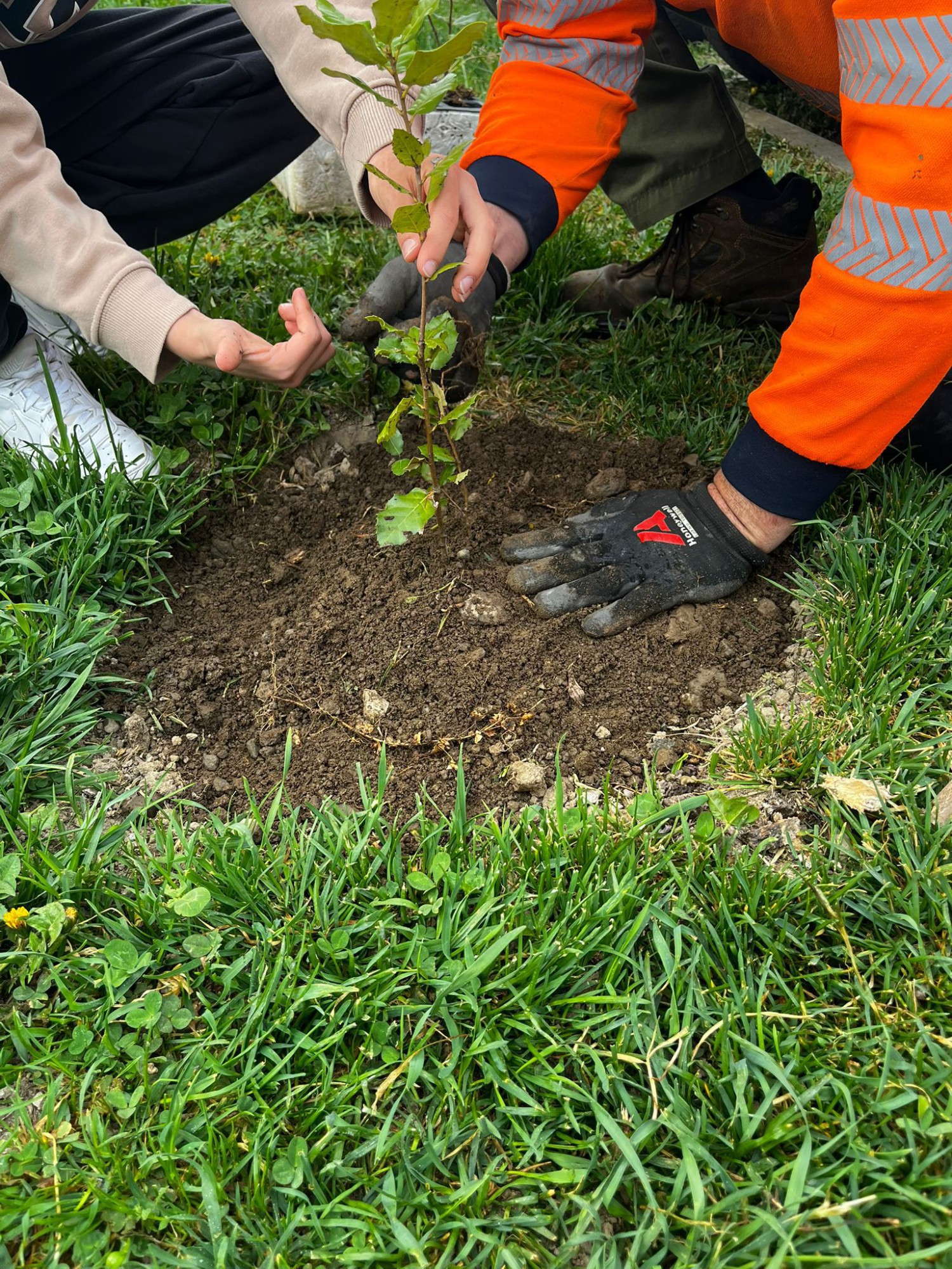 piantescuole1.jpg (1.00 MB)