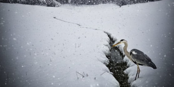 Pioverna e airone nel bianco
