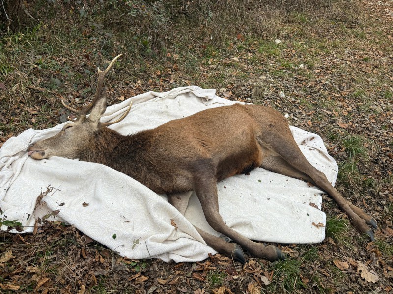 Cervostella.JPG (216 KB)