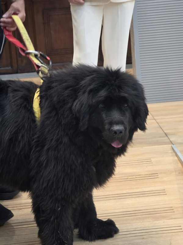 angus3.jpg (87 KB)
