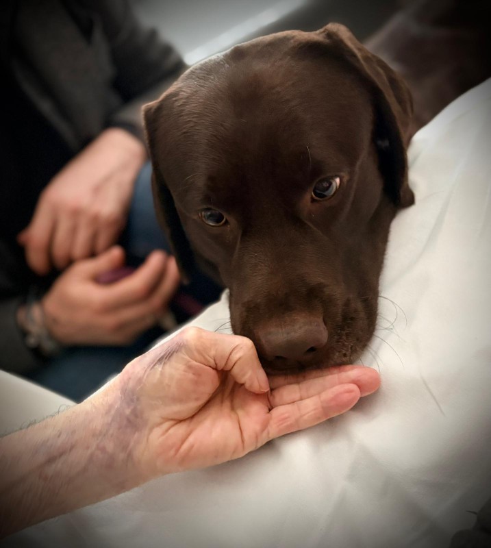 ASST_Lecco_cane_Bruno.jpg (76 KB)