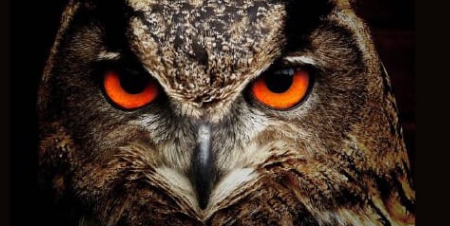 Locandina_Gufi_2026pr.jpeg (78 KB)