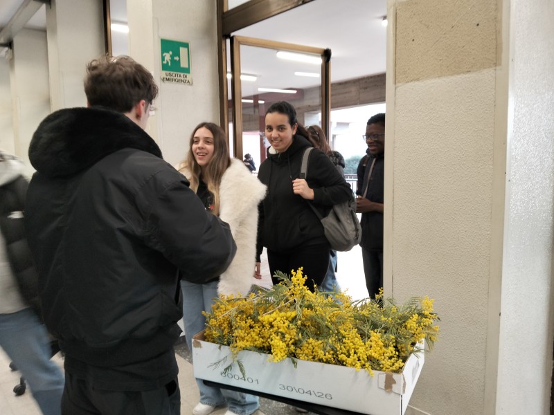 mimosaparini1.jpg (102 KB)