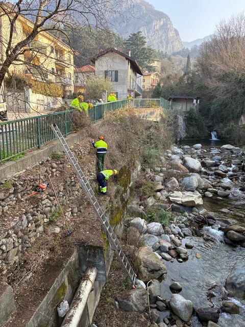 vercuragogallavesa1.jpeg (169 KB)