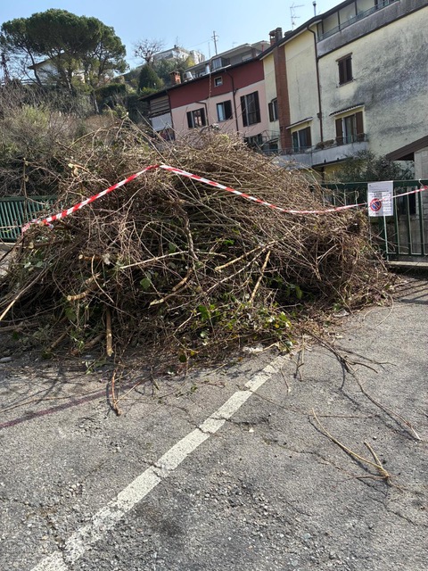 vercuragogallavesa2.jpeg (170 KB)