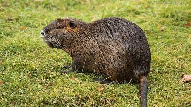 Parco_Curone_Nutria.jpg (129 KB)