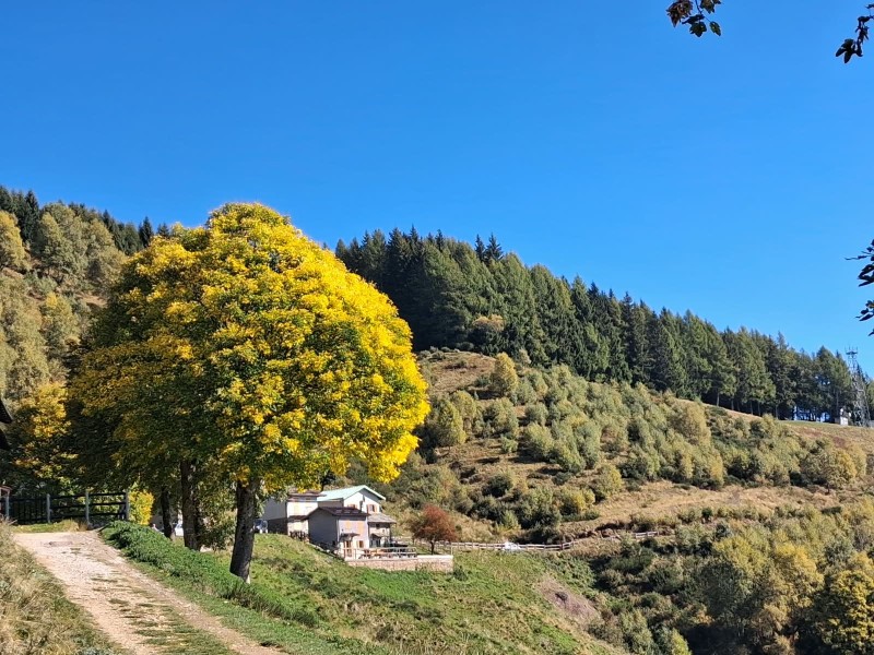 alpechiaro.jpg (158 KB)