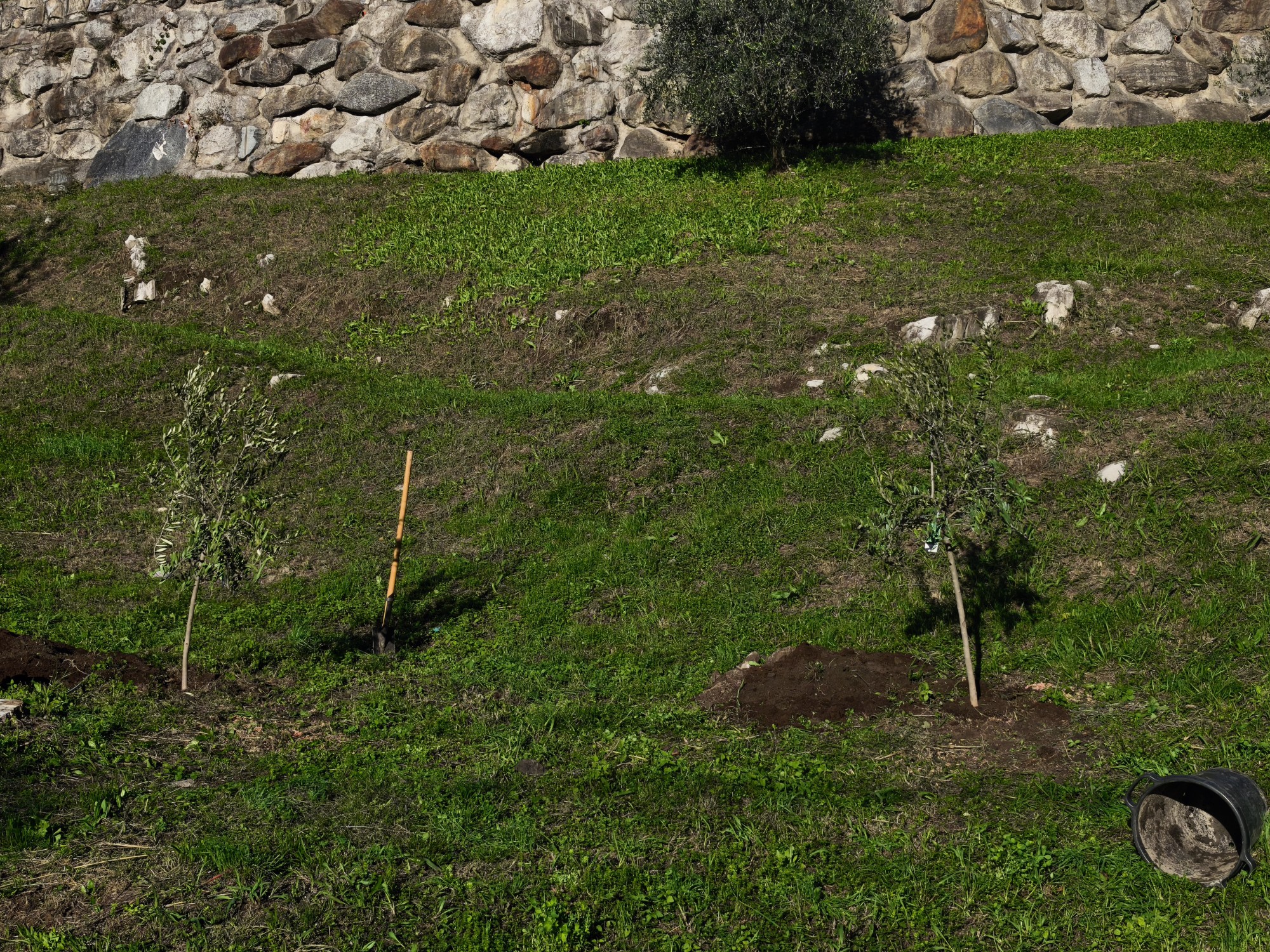 civate-alberi__2_.jpg (1.40 MB)