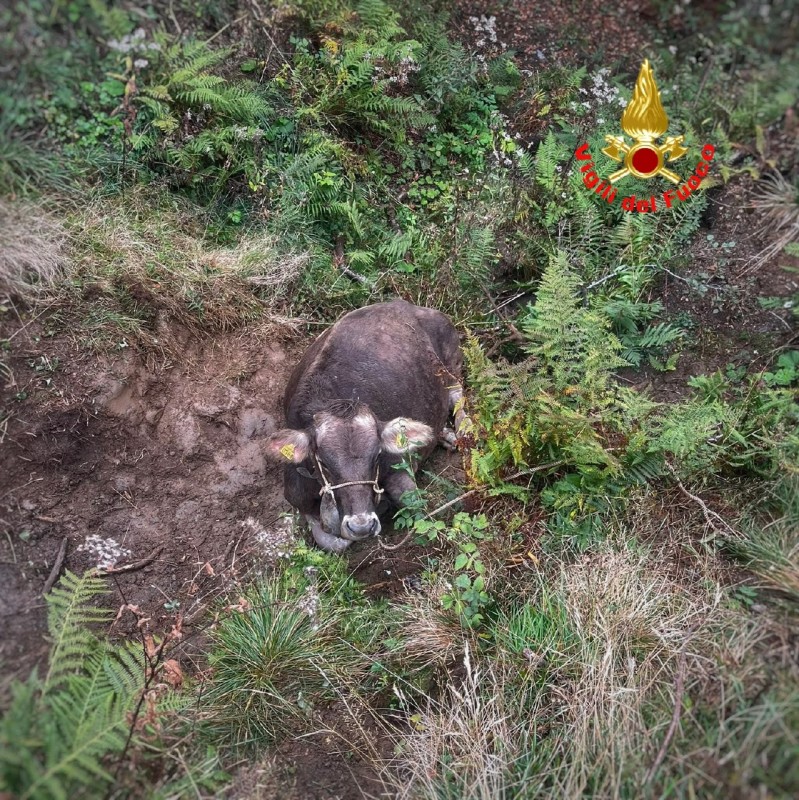 mucca2.jpg (288 KB)